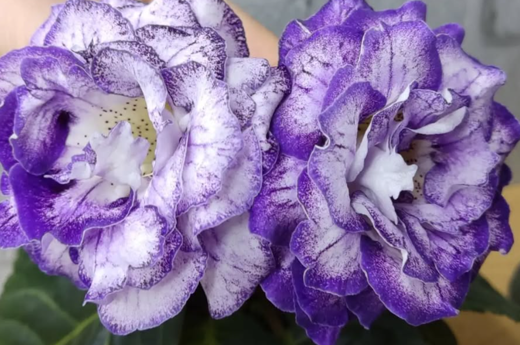 Gloxinia - The Rose of Narnia 1 Bulb