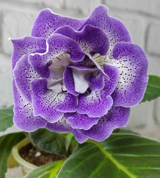 Gloxinia Seashore 1 Bulb