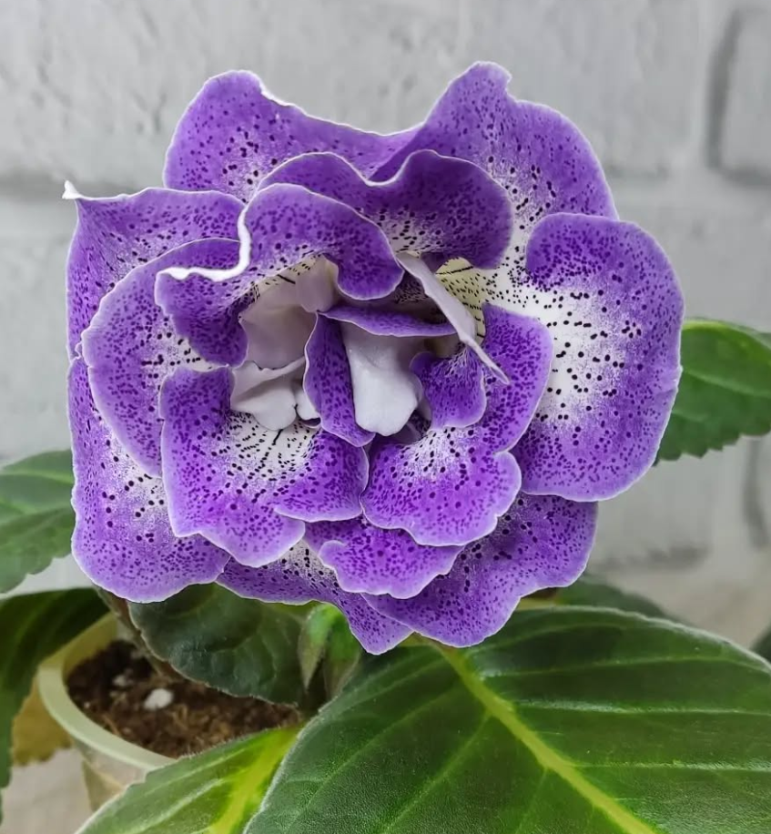 Gloxinia Seashore 1 Bulb