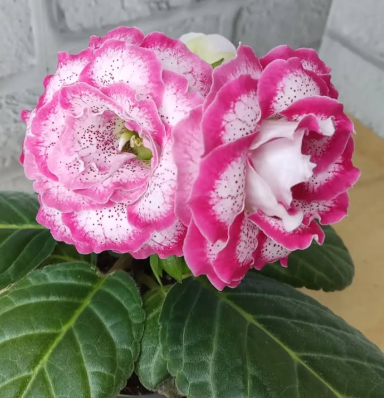 Gloxinia Anna Lisa 1 Bulb