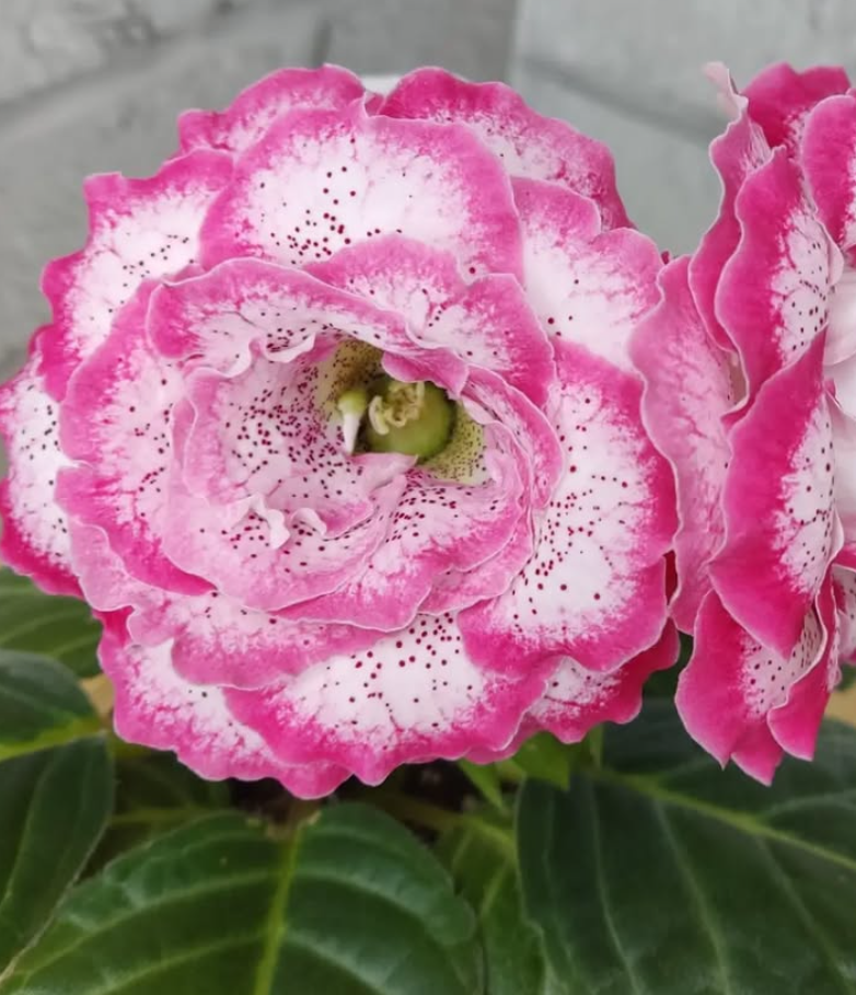 Gloxinia Anna Lisa 1 Bulb