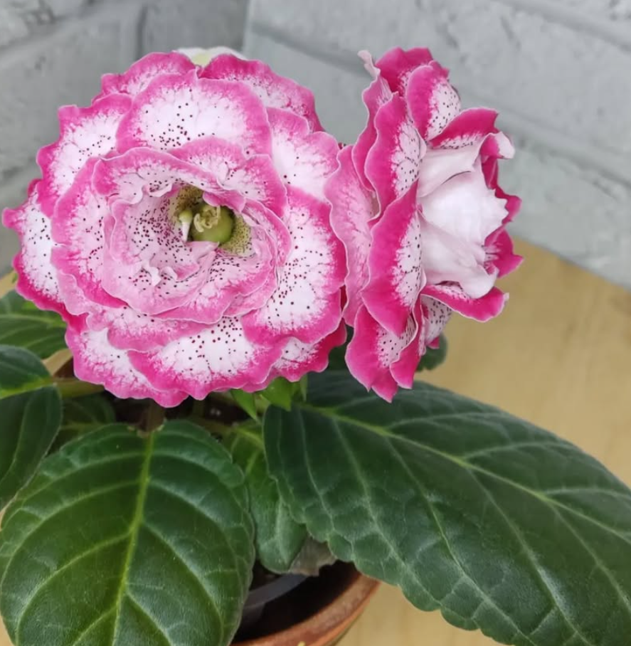 Gloxinia Anna Lisa 1 Bulb