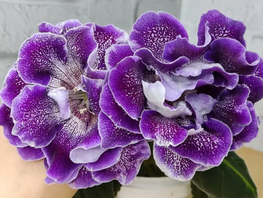 Gloxinia Eureka 1 Bulb