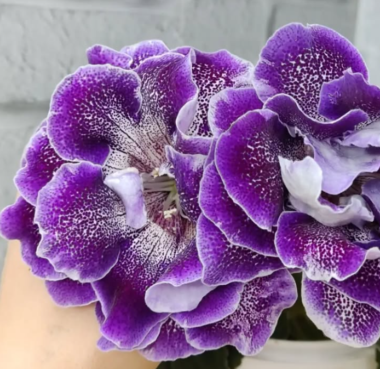 Gloxinia Eureka 1 Bulb