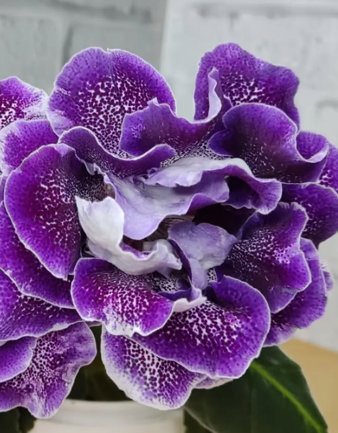 Gloxinia Eureka 1 Bulb