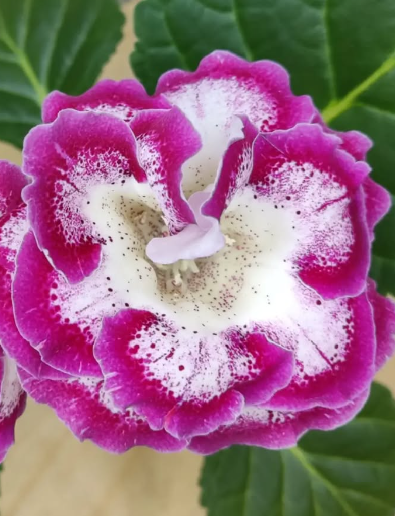 Gloxinia Spanish girl 1 Bulb
