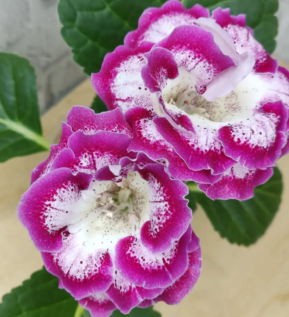 Gloxinia Spanish girl 1 Bulb
