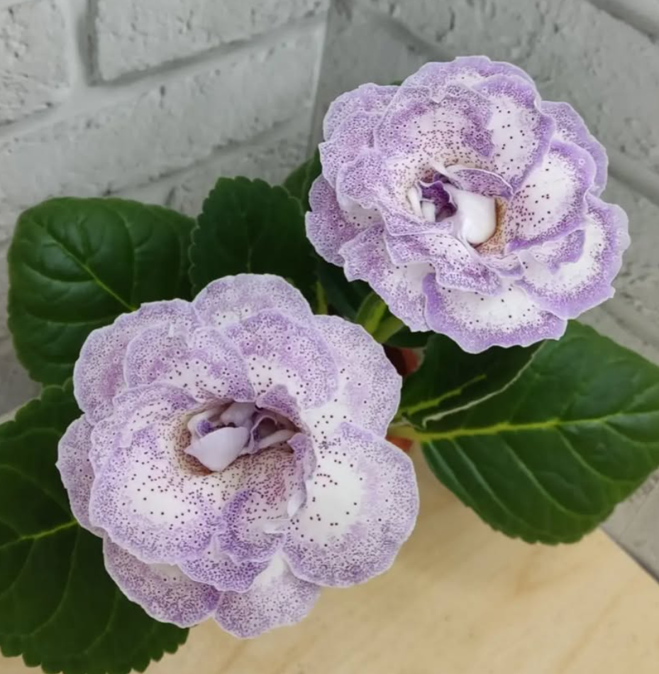 Gloxinia Fifi 1 Bulb