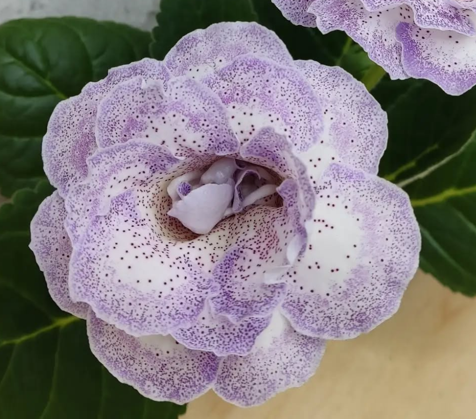 Gloxinia Fifi 1 Bulb
