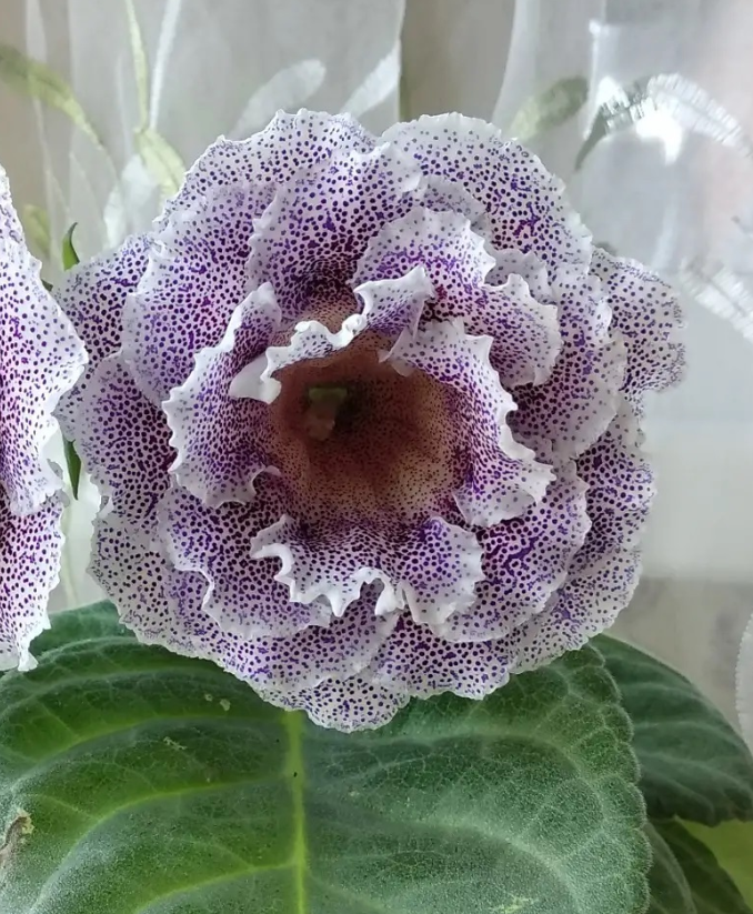 Gloxinia Argentum 1 Bulb