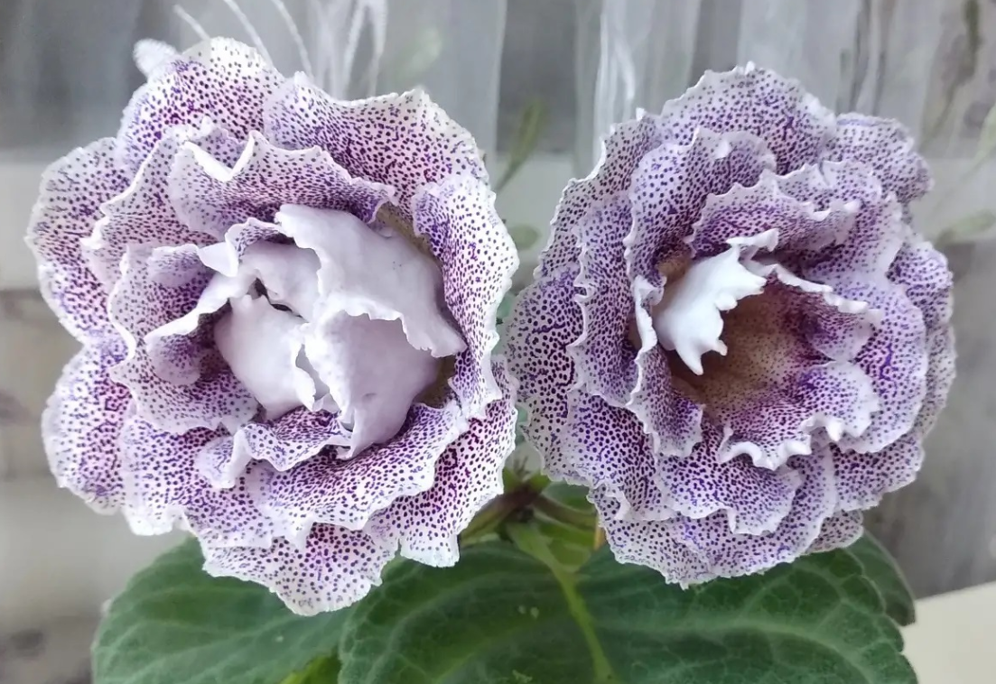 Gloxinia Argentum 1 Bulb