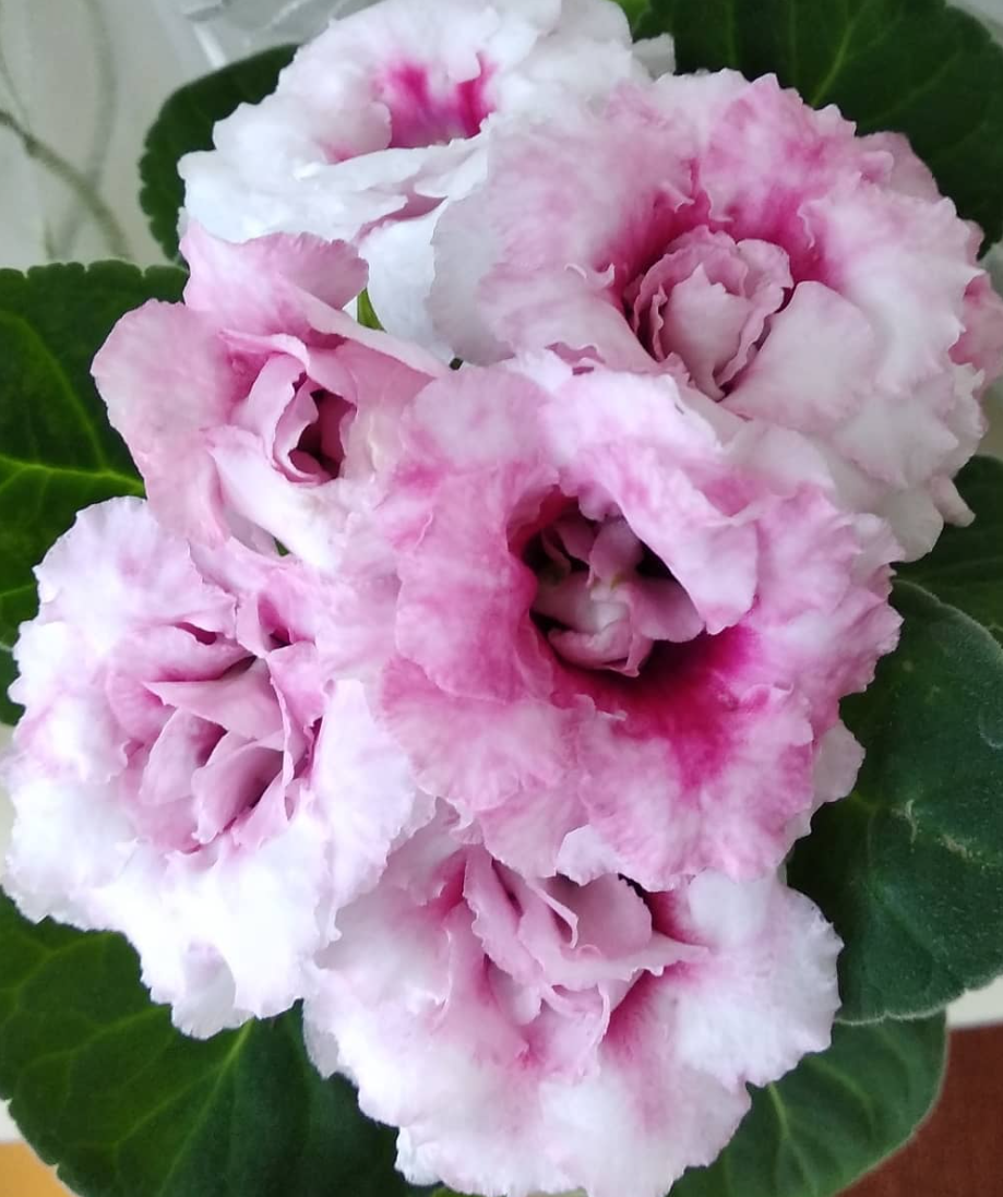 Gloxinia Elegy 1 Bulb