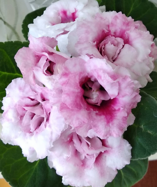 Gloxinia Elegy 1 Bulb