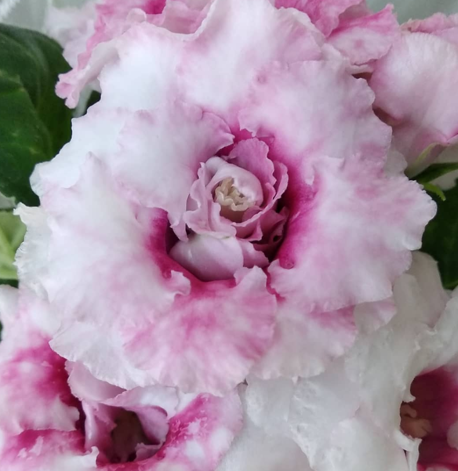 Gloxinia Elegy 1 Bulb