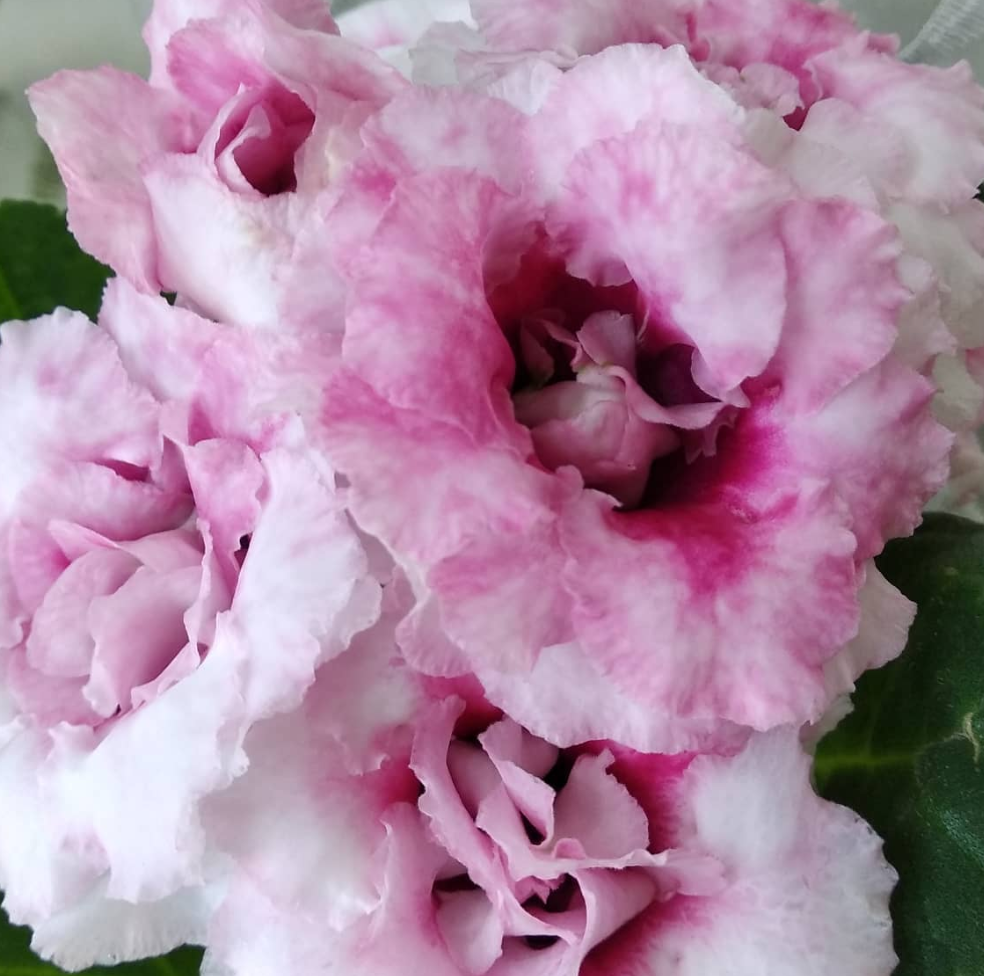 Gloxinia Elegy 1 Bulb