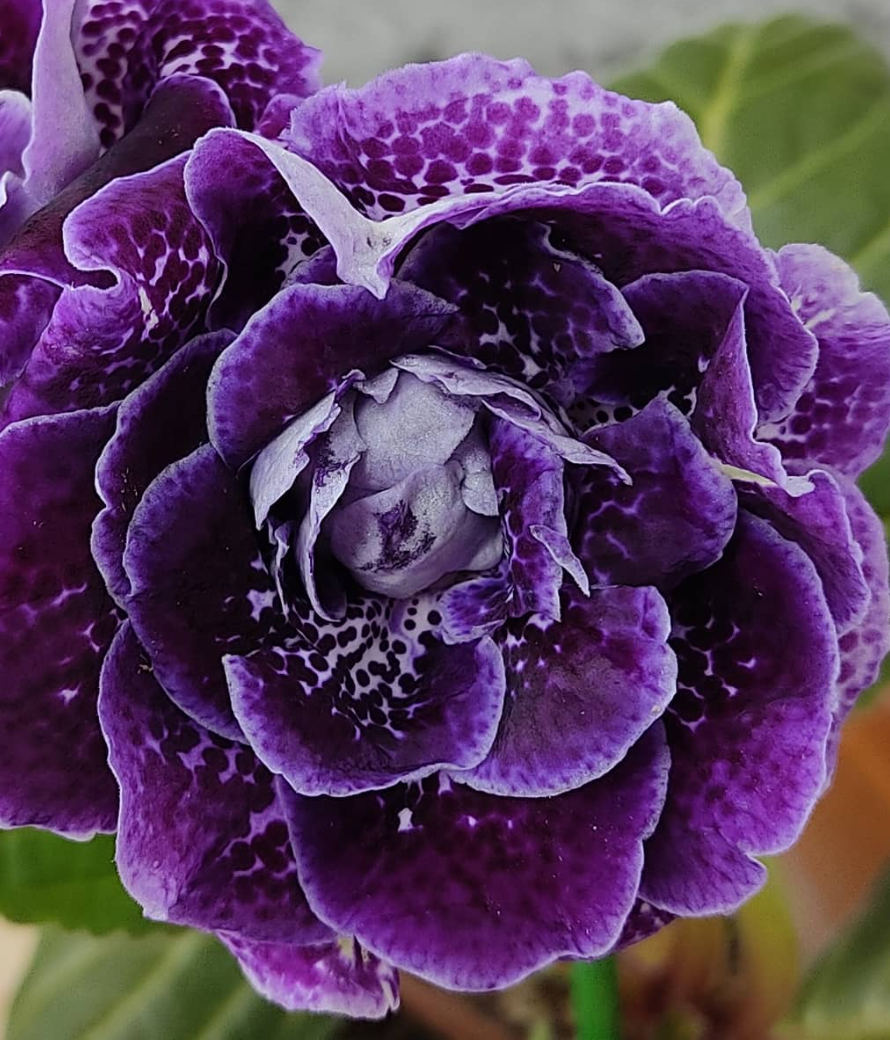 Gloxinia Blueberry Drop 1 Bulb