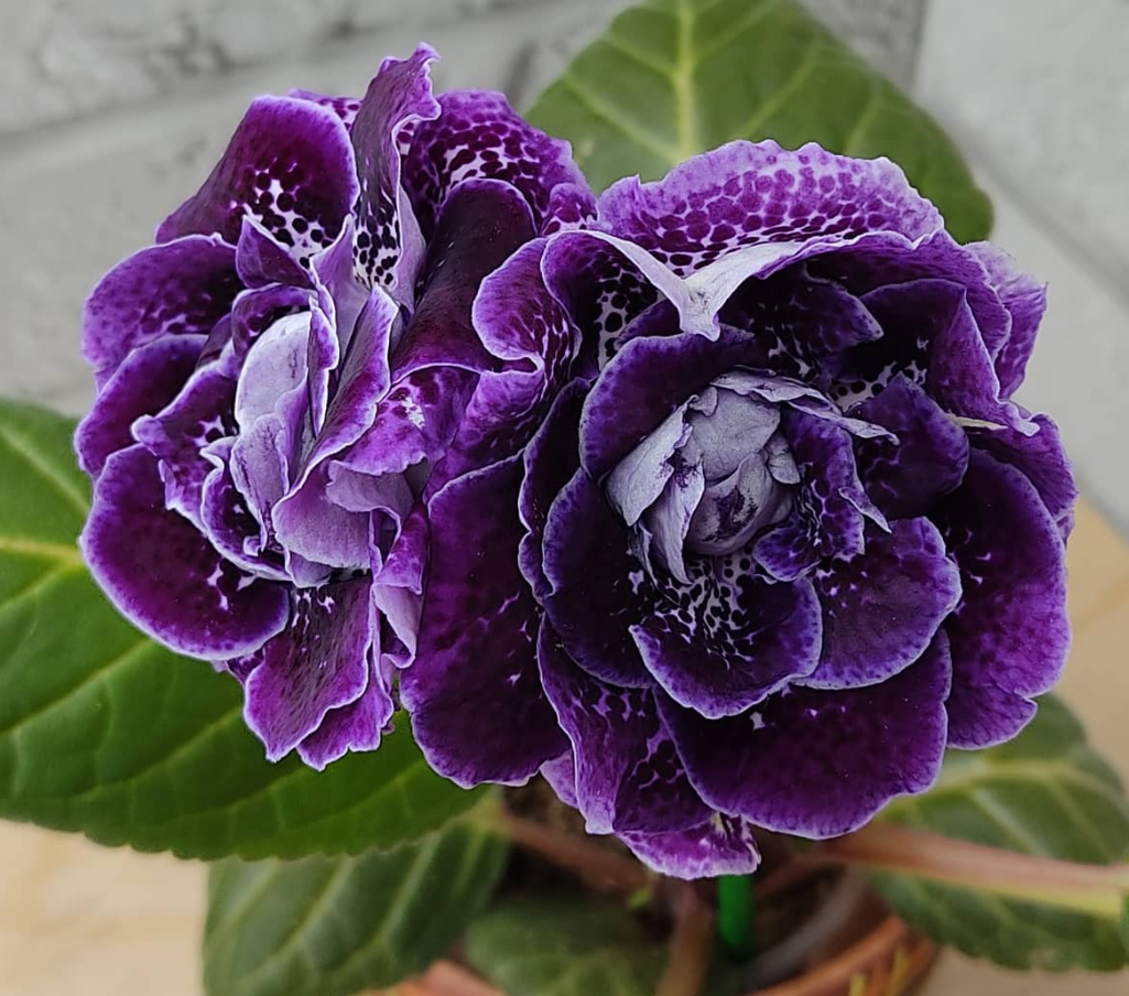 Gloxinia Blueberry Drop 1 Bulb