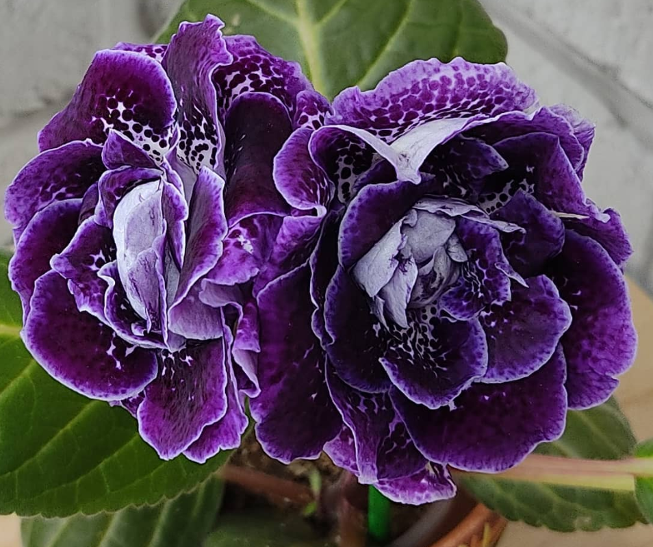 Gloxinia Blueberry Drop 1 Bulb