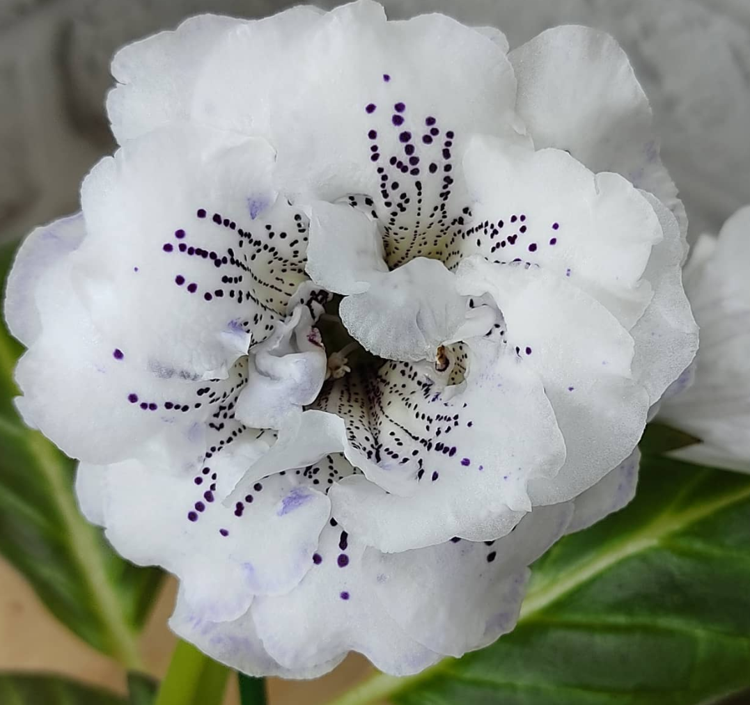 Gloxinia Sweet dreams 1 Bulb