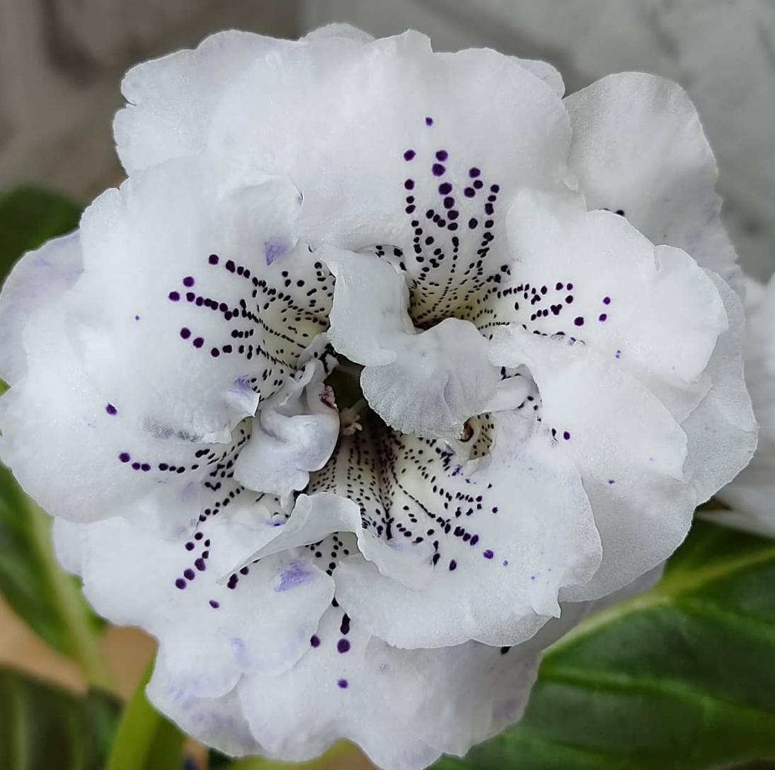 Gloxinia Sweet dreams 1 Bulb