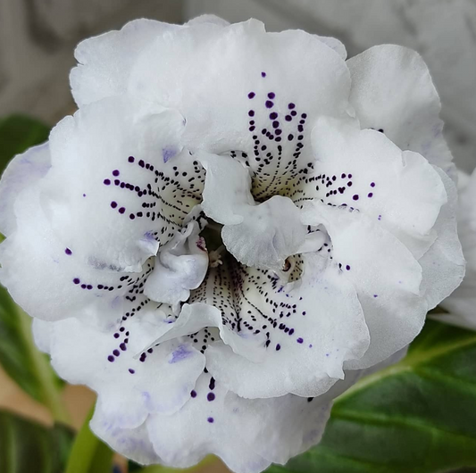 Gloxinia Sweet dreams 1 Bulb