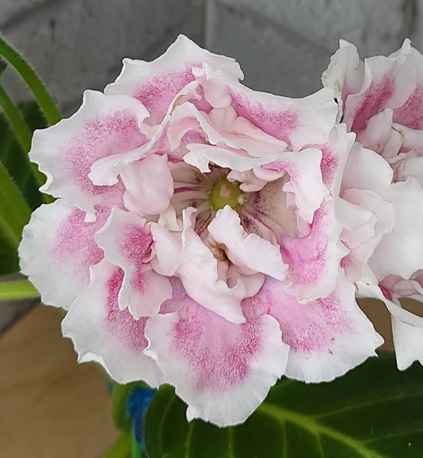 Gloxinia Childhood 1 Bulb