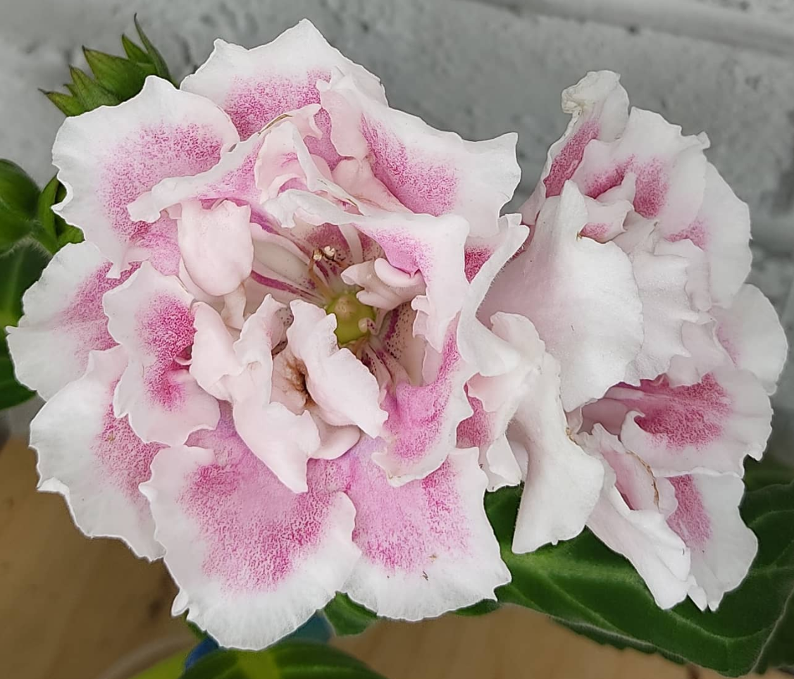 Gloxinia Childhood 1 Bulb