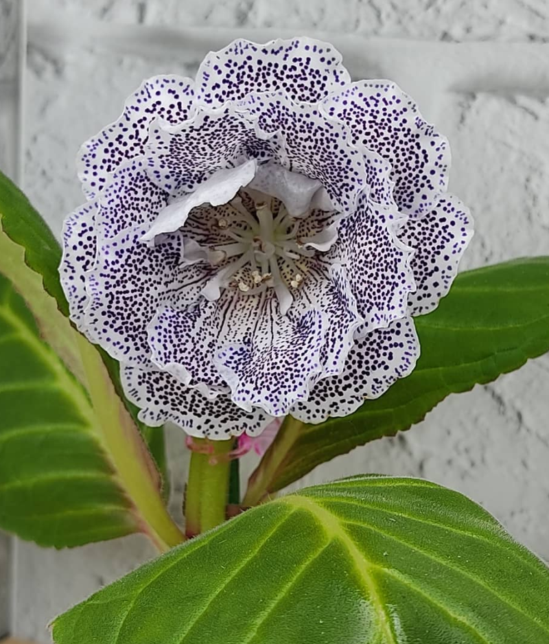 Gloxinia Blue Scattering of Pearls 1 Bulb