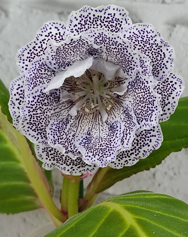 Gloxinia Blue Scattering of Pearls 1 Bulb