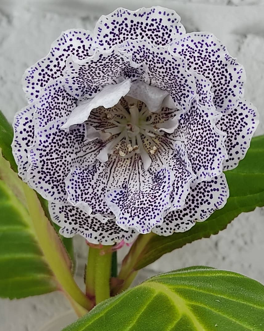 Gloxinia Blue Scattering of Pearls 1 Bulb