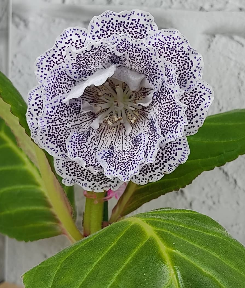 Gloxinia Blue Scattering of Pearls 1 Bulb