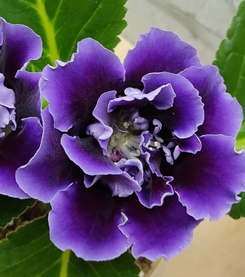 Gloxinia Brocade Blue 1 Bulb