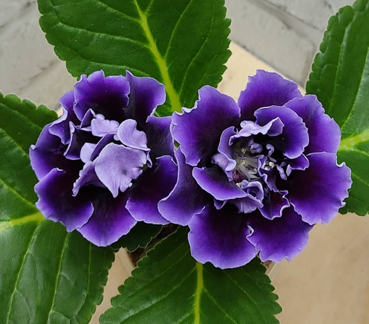 Gloxinia Brocade Blue 1 Bulb