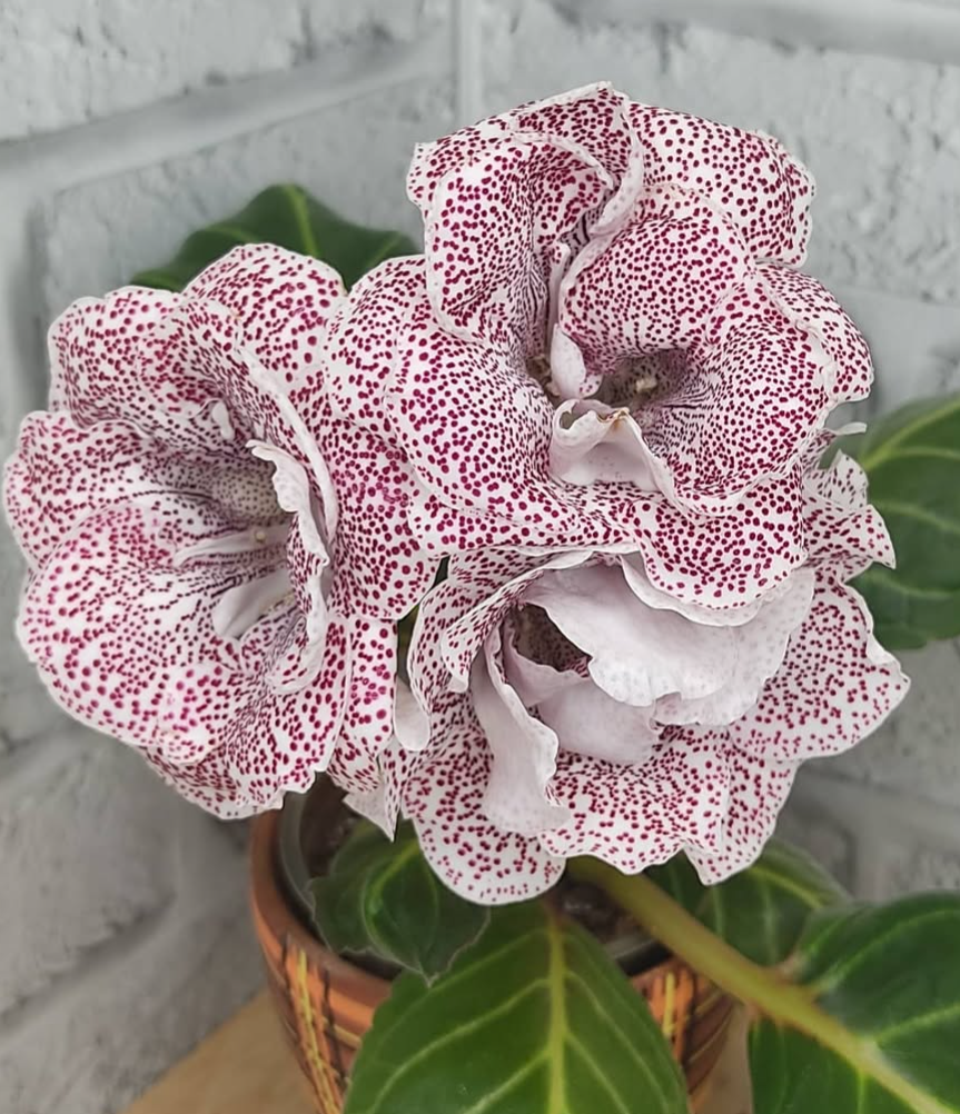 Gloxinia Aurora 1 Bulb