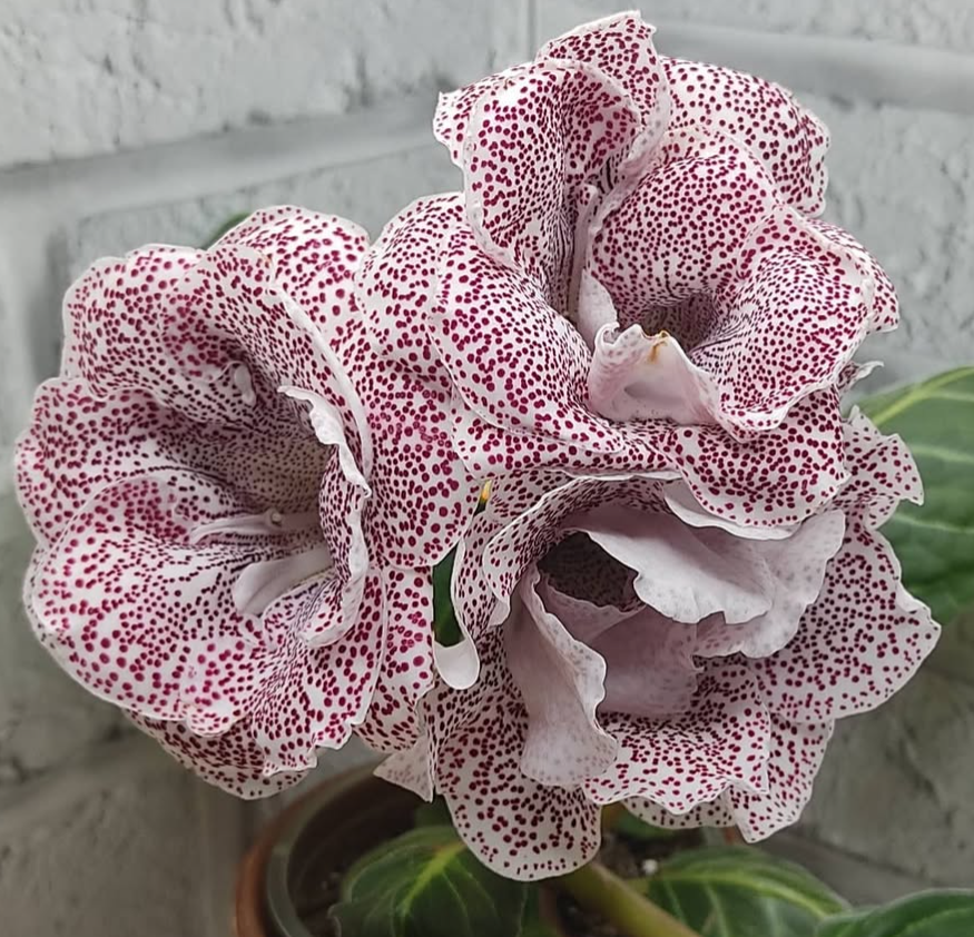 Gloxinia Aurora 1 Bulb
