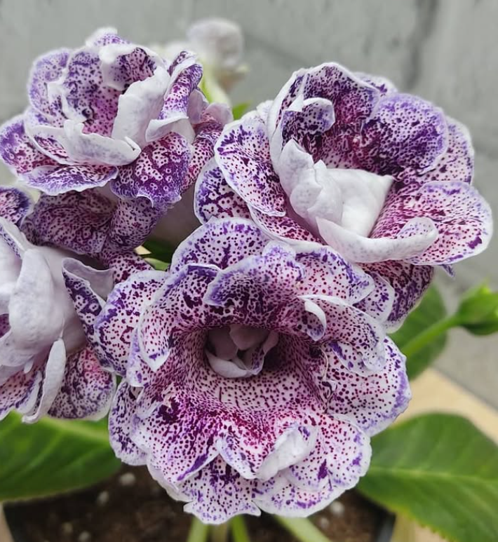 Gloxinia The Maharaja's Treasures 1 Bulb