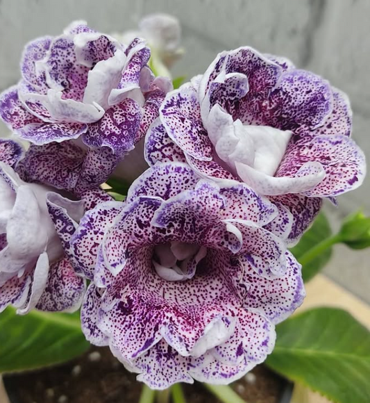Gloxinia The Maharaja's Treasures 1 Bulb