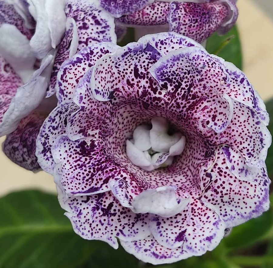 Gloxinia The Maharaja's Treasures 1 Bulb
