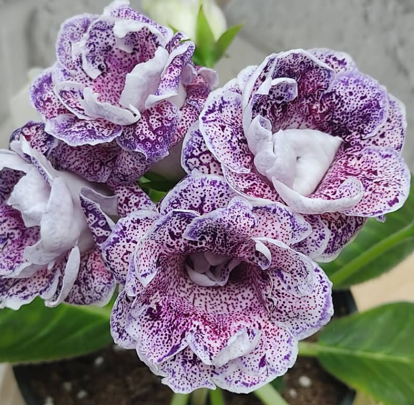 Gloxinia The Maharaja's Treasures 1 Bulb
