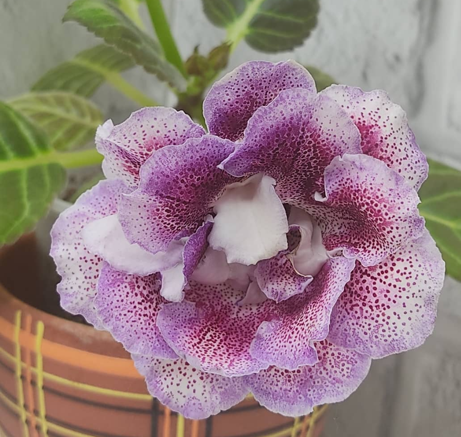 Gloxinia Cherchez la femme 1 Bulb