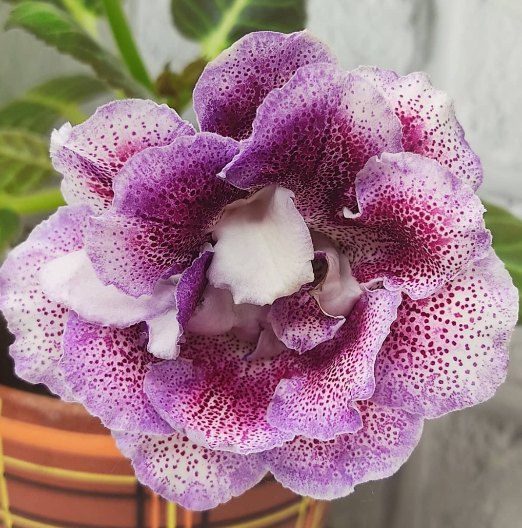 Gloxinia Cherchez la femme 1 Bulb