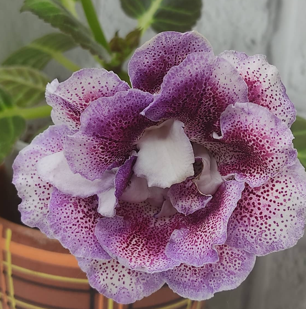 Gloxinia Cherchez la femme 1 Bulb