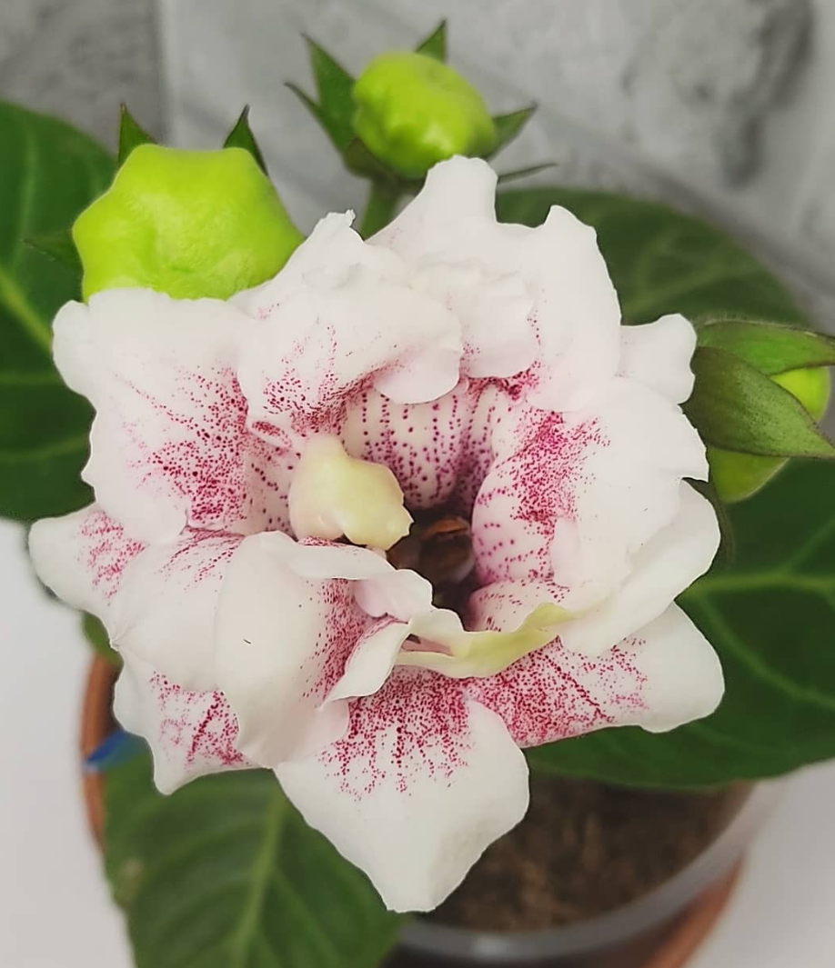 Gloxinia Polar owl 1 Bulb
