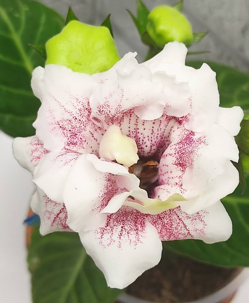 Gloxinia Polar owl 1 Bulb