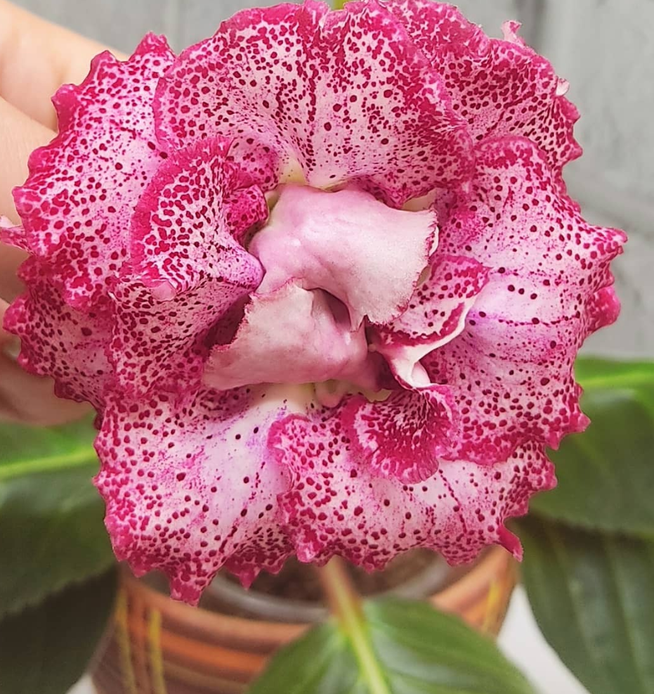 Gloxinia Sympathy 1 Bulb