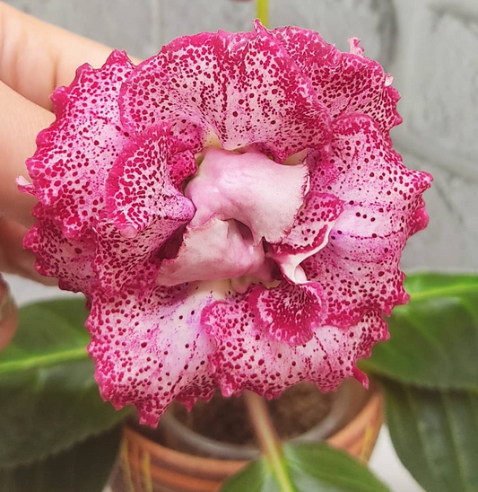 Gloxinia Sympathy 1 Bulb
