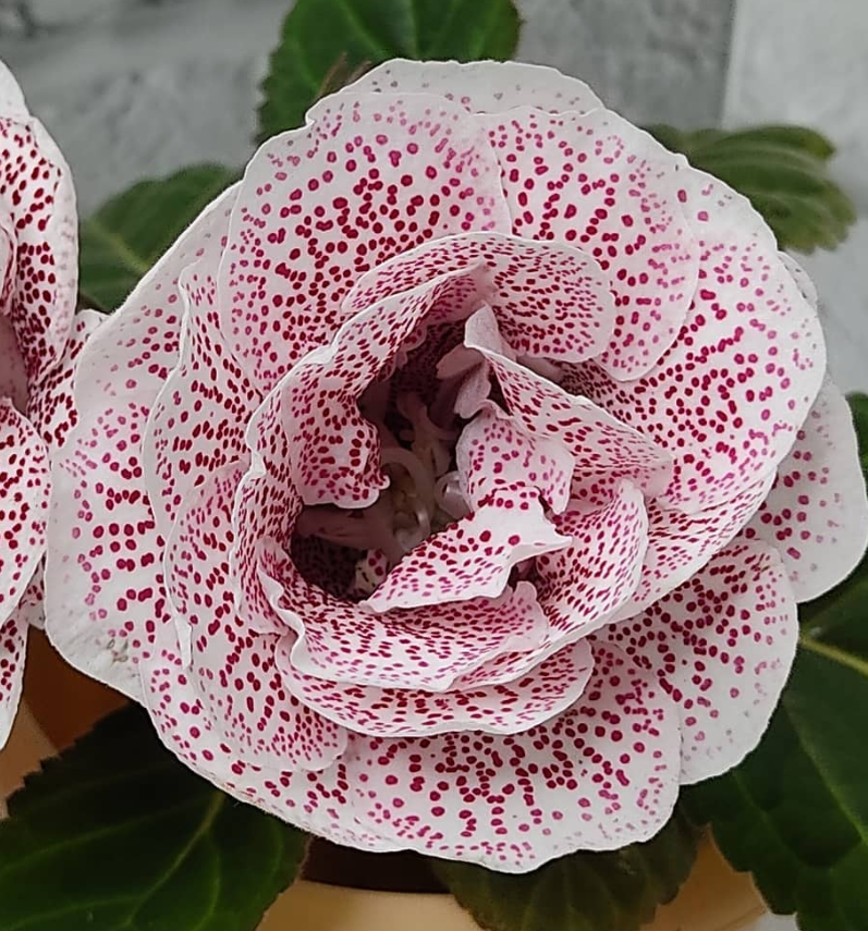 Gloxinia Little Field 1 Bulb