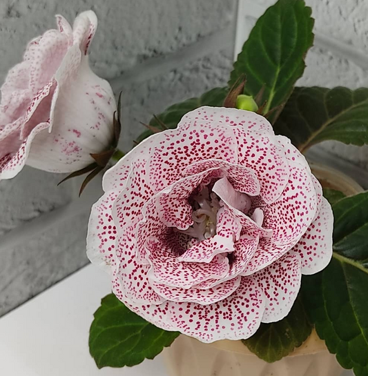 Gloxinia Little Field 1 Bulb