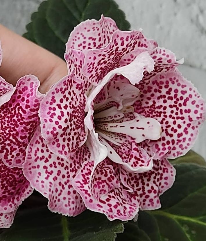 Gloxinia Veronica 1 Bulb