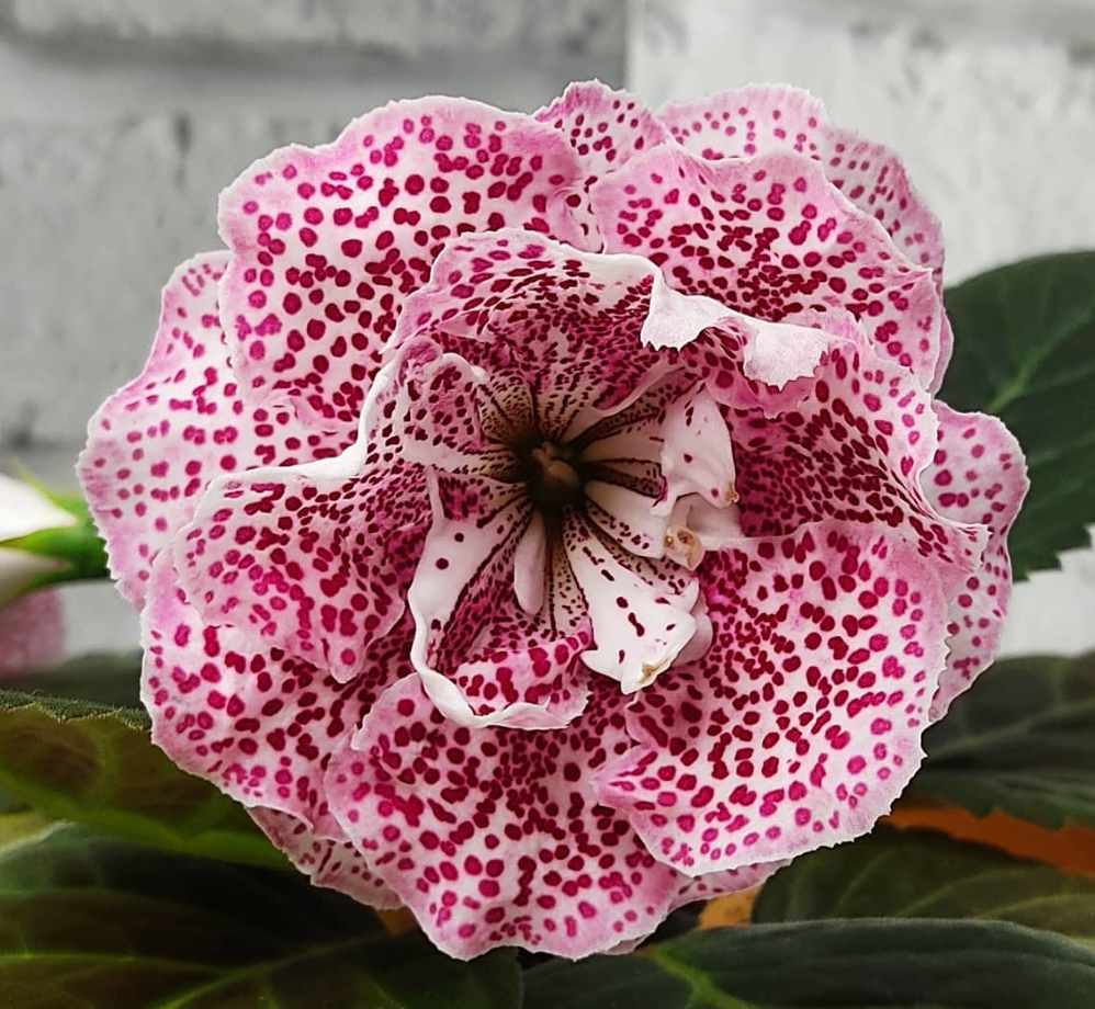 Gloxinia Veronica 1 Bulb